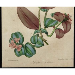 1855 - Misère rayée (Zebrina pendula) 