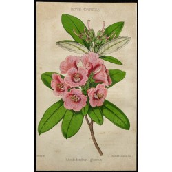 1855 - Rhododendron 