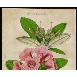 1855 - Rhododendron 