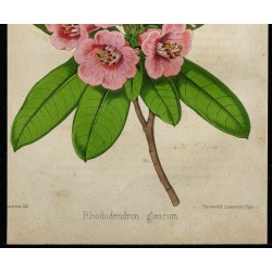1855 - Rhododendron 
