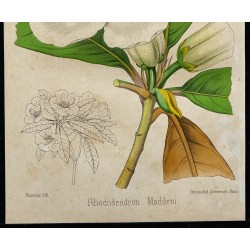 1855 - Rhododendron Madden 