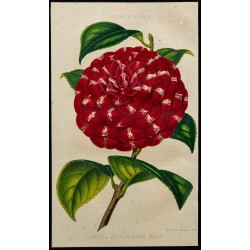 1855 - Camélia Archiduchesse Marie 
