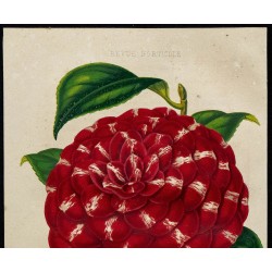 1855 - Camélia Archiduchesse Marie 