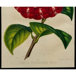 1855 - Camélia Archiduchesse Marie 