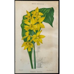 1855 - Orchidée Calanthe Sieboldii 