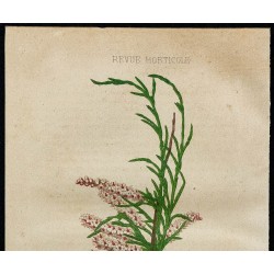 1855 - Tamaris 