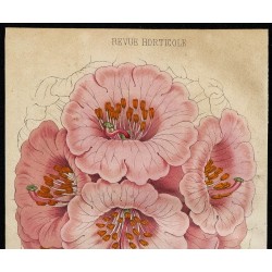 1855 - Rhododendron 