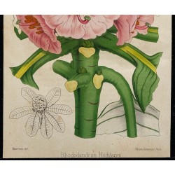 1855 - Rhododendron 