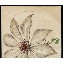 1855 - Clématite 