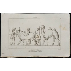 1841 - Zébus et chameaux 