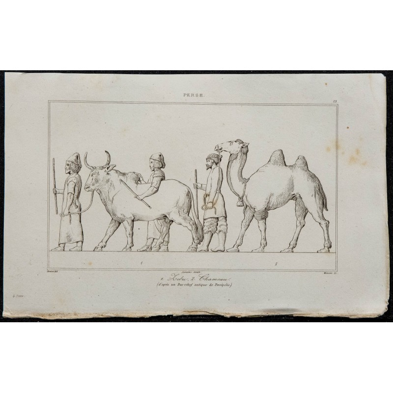 1841 - Zébus et chameaux 