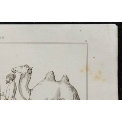 1841 - Zébus et chameaux 
