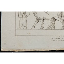 1841 - Zébus et chameaux 