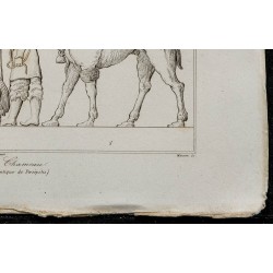 1841 - Zébus et chameaux 