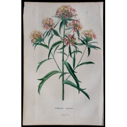 1843 - Collomia rouge 