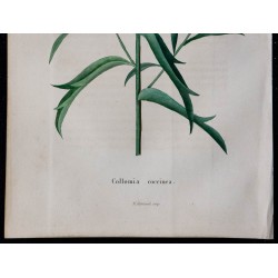 1843 - Collomia rouge 