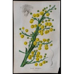 1843 - Acacia platyptéra 