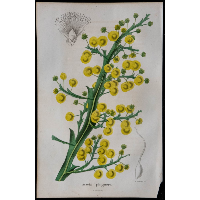 1843 - Acacia platyptéra 