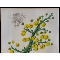 1843 - Acacia platyptéra 