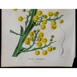 1843 - Acacia platyptéra 