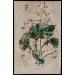 1843 - Bégonia à feuilles de cape 