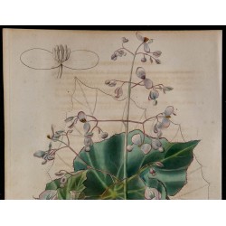1843 - Bégonia à feuilles de cape 