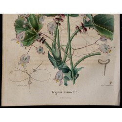 1843 - Bégonia à feuilles de cape 