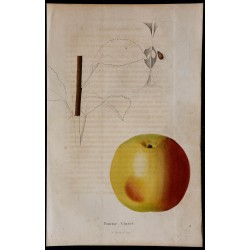 1843 - Pomme Cusset 