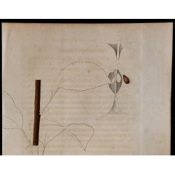 1843 - Pomme Cusset 