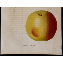 1843 - Pomme Cusset 