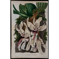 1843 - Stanhopea uncinata 