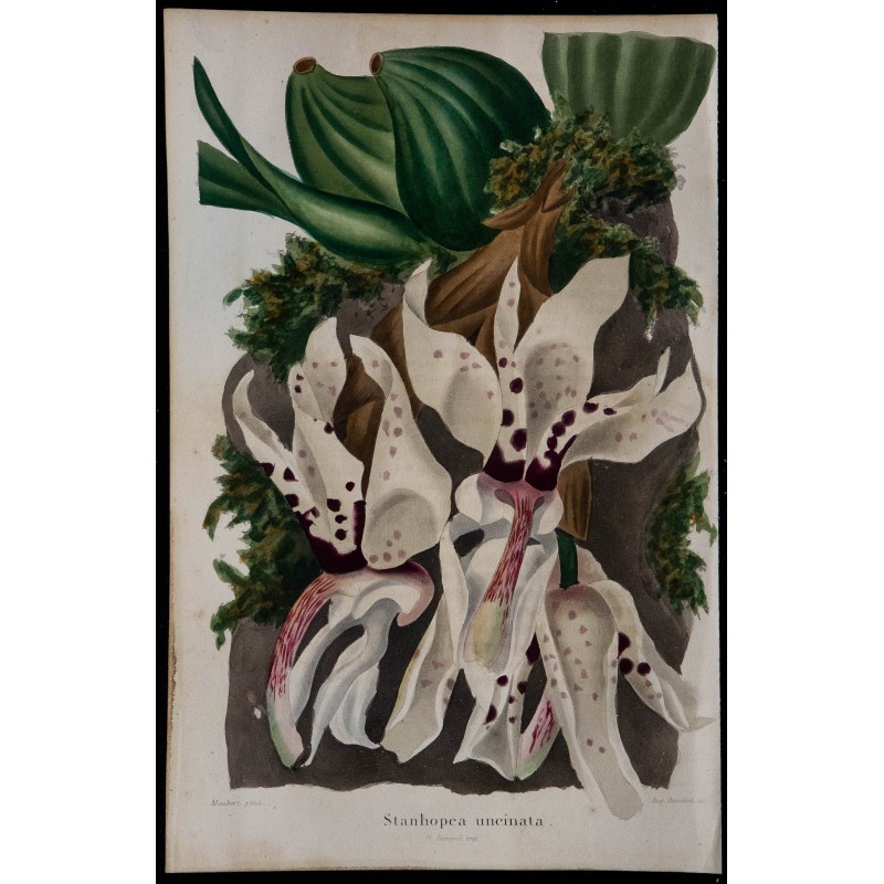 1843 - Stanhopea uncinata 1843 - Stanhopea uncinata