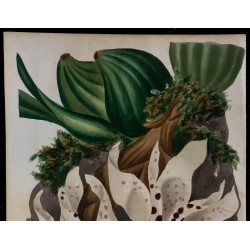 1843 - Stanhopea uncinata 