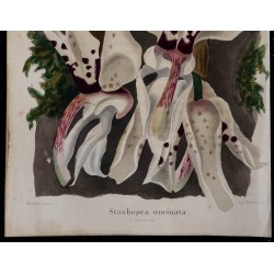 1843 - Stanhopea uncinata 