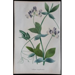 1843 - Pois de senteur magellanique 