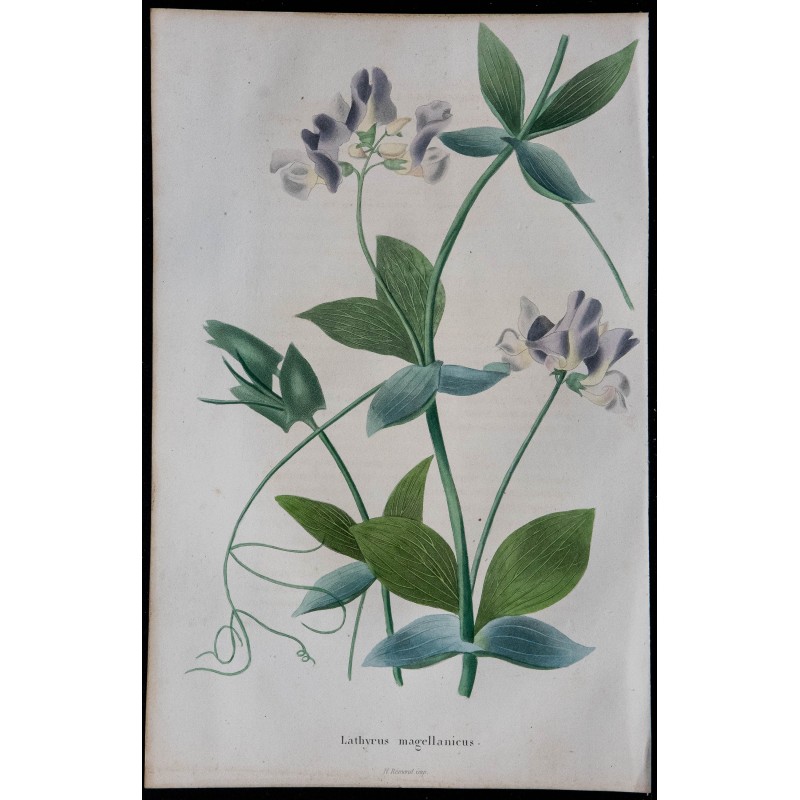 1843 - Pois de senteur magellanique 