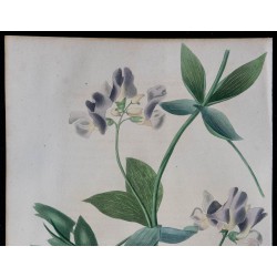 1843 - Pois de senteur magellanique 