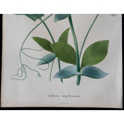 1843 - Pois de senteur magellanique 