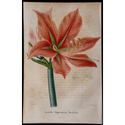 1843 - Amaryllis Morelliana 