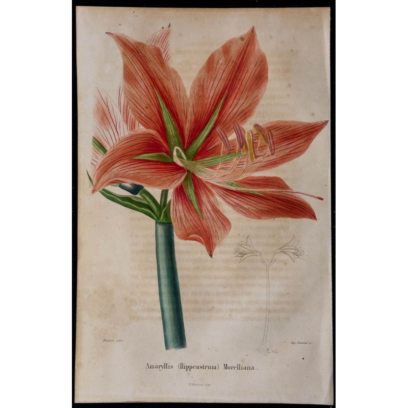 1843 - Amaryllis Morelliana 