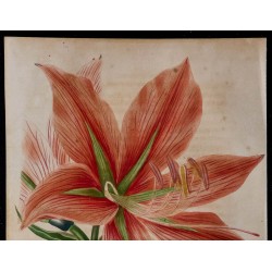 1843 - Amaryllis Morelliana 