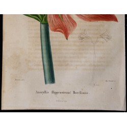 1843 - Amaryllis Morelliana 