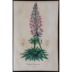 1843 - Stylidium brunonianum 