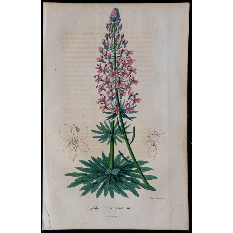 1843 - Stylidium brunonianum 1843 - Stylidium brunonianum