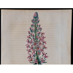1843 - Stylidium brunonianum 