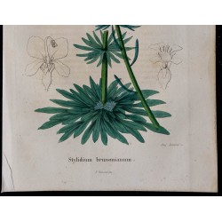 1843 - Stylidium brunonianum 