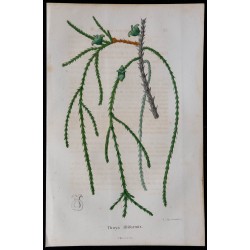 1843 - Thuya filiformis 
