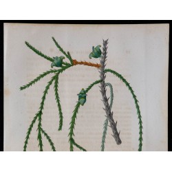 1843 - Thuya filiformis 