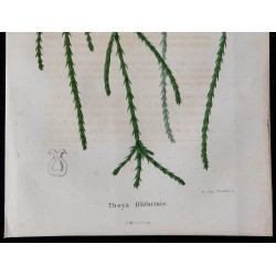 1843 - Thuya filiformis 