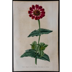 1843 - Zinnia élégante 